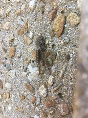 Proctarrelabis capensis