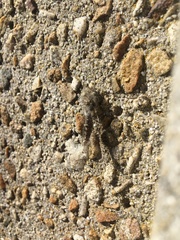 Proctarrelabis capensis