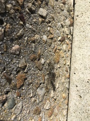 Proctarrelabis capensis