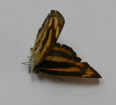 Pantoporia