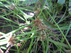 Isolepis distigmatosa