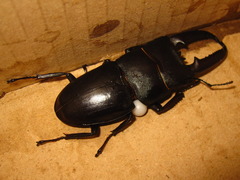 Serrognathus titanus castanicolor
