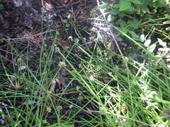 Isolepis distigmatosa