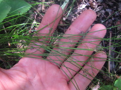 Isolepis reticularis