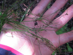 Isolepis reticularis