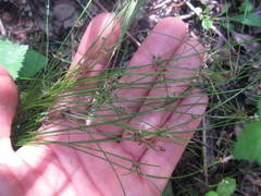 Isolepis reticularis