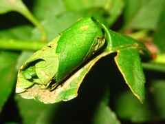 Paroplapoderus angulipennis