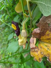Aristolochia kaempferi