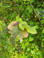 Aristolochia kaempferi