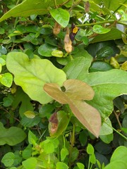 Aristolochia kaempferi