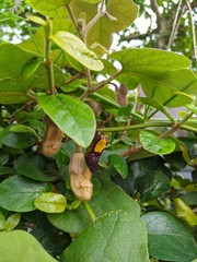 Aristolochia kaempferi