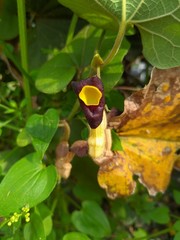 Aristolochia kaempferi