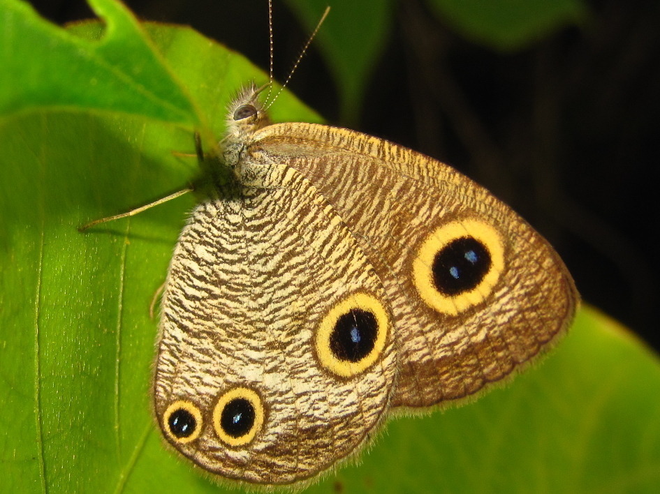 Ypthima motschulskyi