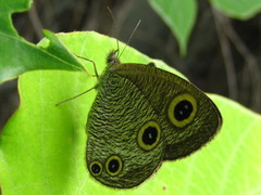 Ypthima motschulskyi