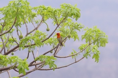 Anaplectes rubriceps