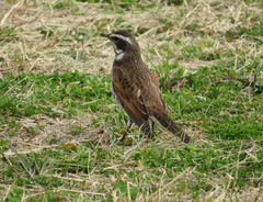 Turdus eunomus