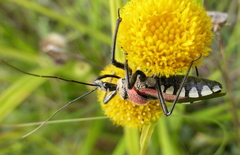 Rhynocoris segmentarius
