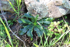Anarrhinum bellidifolium