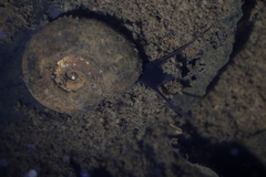 Planorbarius corneus