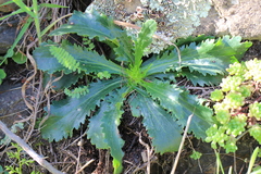 Anarrhinum bellidifolium
