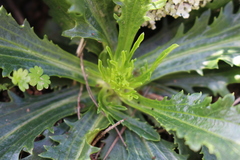 Anarrhinum bellidifolium