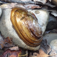 Unio elongatulus