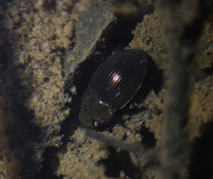 Hydrobius