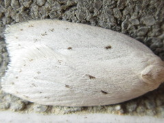 Scythropiodes approximans