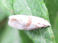 Cochylidia heydeniana