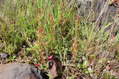 Rumex bucephalophorus