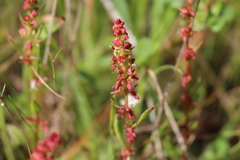 Rumex bucephalophorus