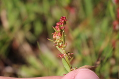 Rumex bucephalophorus