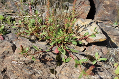 Rumex bucephalophorus