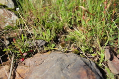 Spergula morisonii