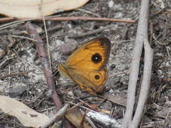 Hypocysta euphemia