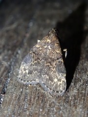 Hydrillodes moloalis