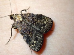 Hydrillodes moloalis