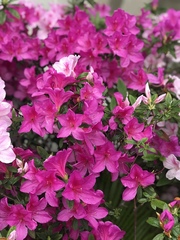 Rhododendron pulchrum phoeniceum