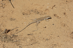 Acanthodactylus boskianus