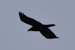 Corvus corax kamtschaticus