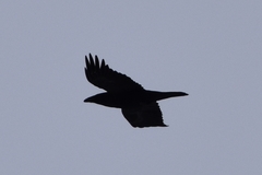Corvus corax kamtschaticus