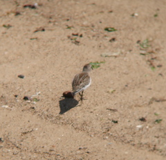 Calidris ruficollis