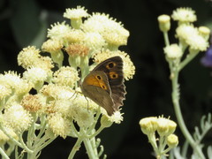 Hyponephele lupinus