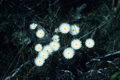 Edmondia