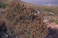 Seriphium cinereum