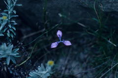 Moraea tripetala