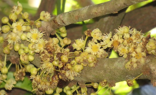 Drypetes natalensis