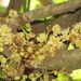 Stem-fruit Ironplum - Photo (c) magdastlucia, some rights reserved (CC BY-NC), uploaded by magdastlucia