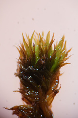 Tortella pseudofragilis