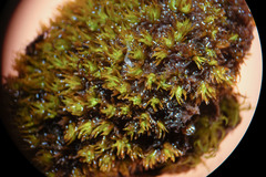 Tortella pseudofragilis